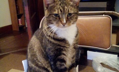 Amazing Pet Expos Plymouth