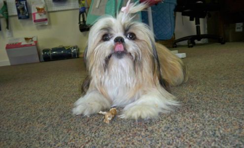 Bow Wow Bowtique Grovetown