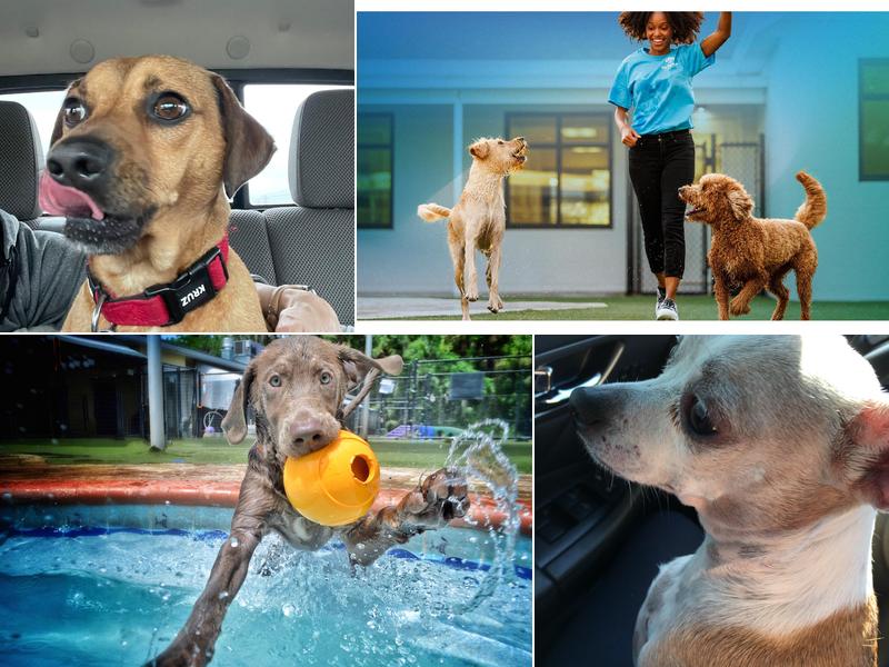 Pet Paradise Houston Hobby