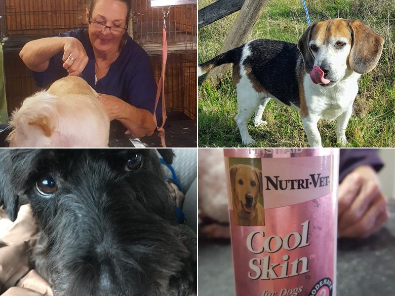 Pawdners Pooch N Puss