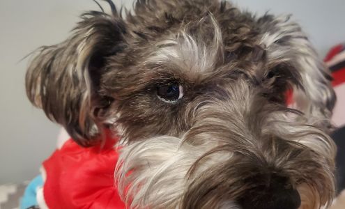 Mi Mascota Pet Shop And Grooming