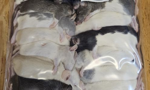 Houston Rodent Supply Oak Ridge North