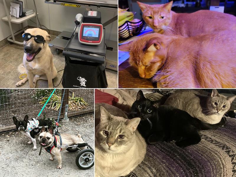 Boulder Creek Veterinary Clinic