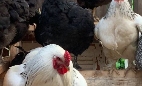 Aptos Feed & Pet Supply