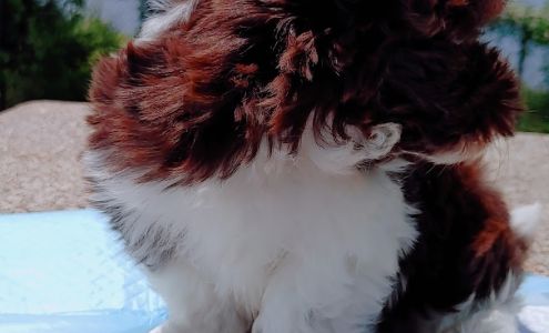 Just Jubilant Havanese Rowley