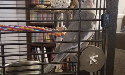 Wholesale Bird And Cage