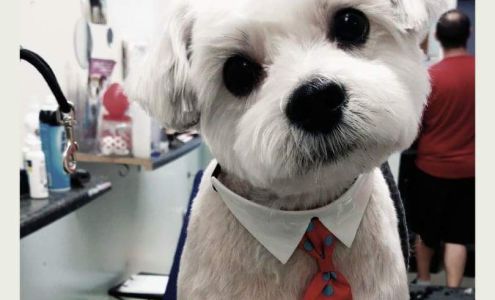 Paws & Relax Pet Spa