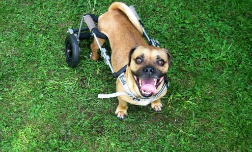 Eddie's Wheels for Pets Shelburne Falls