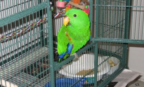 Solely Solomon Aviaries