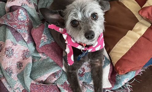 Groom Closet Pet Center