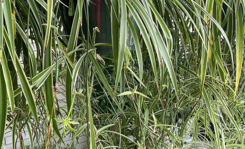 Dozier Hardware Co Thomasville