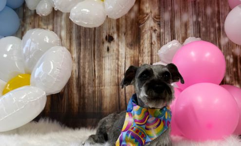 Glamour Pet Shop & Grooming