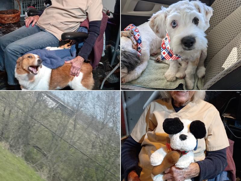 Precious Pups Grooming