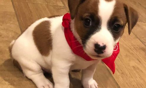 Lee Jack Russell Terriers Henrietta