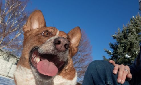 Fun & Loving Pet Resort 2500 17th St NE, Black Eagle Montana 59414