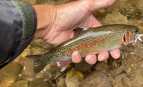 Virginia Creeper Fly-Fishing