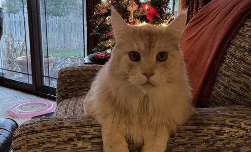 LapCats Cattery Auburn