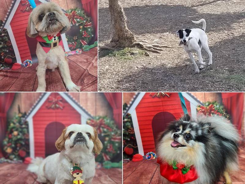 Dogs In the House Pet Sitting