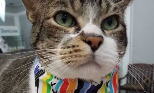 Animal Medical Service: Thompson William W DVM