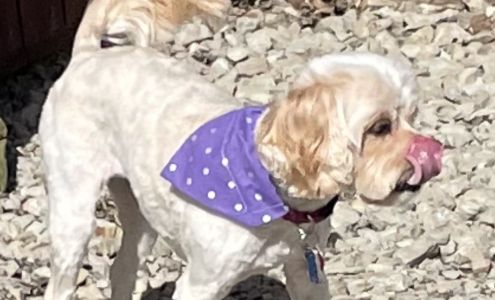 Pups and Pals Pet Care // SafeFurPlace