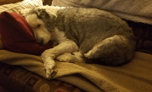 Kathy's Dog Grooming Shop