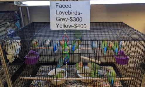 Parrots of the World