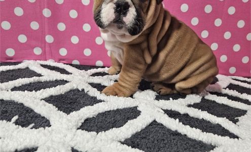 Best Puppies For Sale