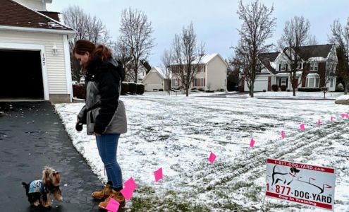 Dog Yard 1 877 Dog Yard Hidden