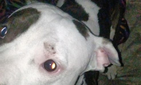 Pritchett's Small Pets Slater-Marietta