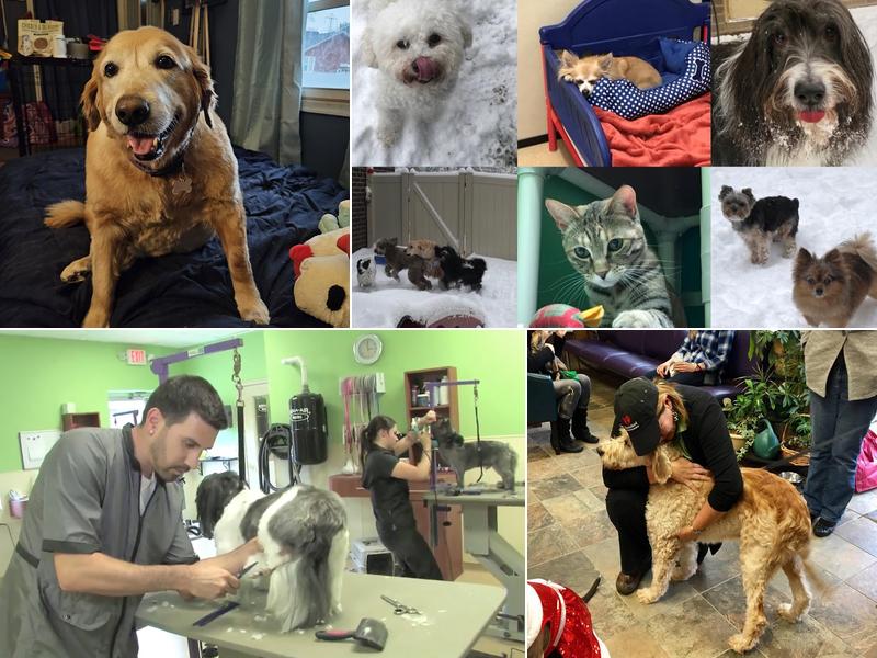 Pet Spas Pamper & Play