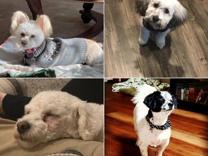 Purr-fect Pets Georgetown