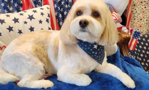 Steph's Bubbles & Bows Pet Grooming & Boutique