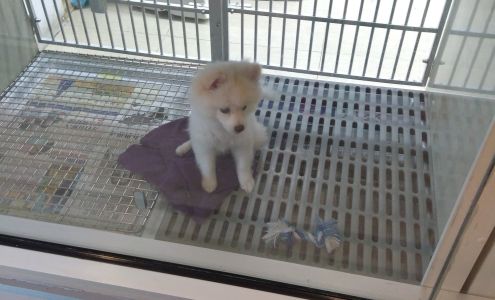 Q Puppies & Canine Couture Flushing