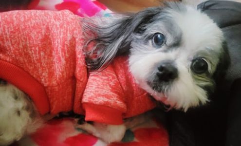 Bark & Purr Pet Grooming