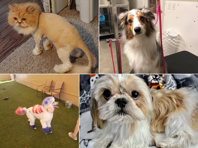 Khaki Hound and Camo Kitty