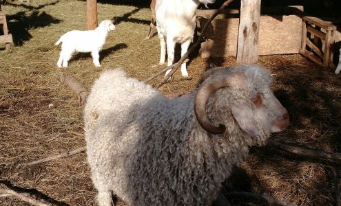 pet pals pet transport English