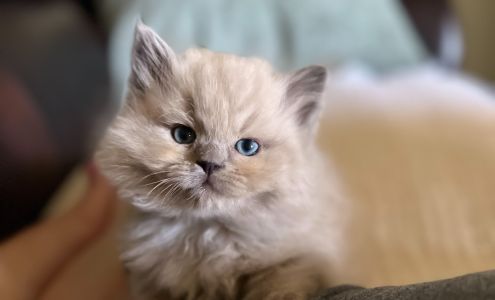 Jamila's Ragdolls - Ragdoll kittens for sale in Texas
