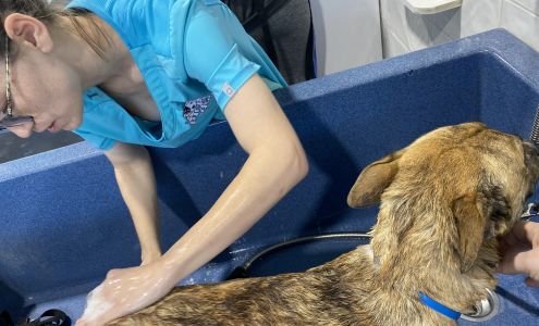 Lucky Dog Wash and Grooming