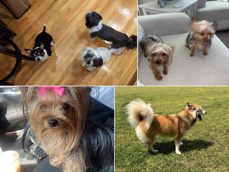 Paws and Whiskers Boutique and Spa