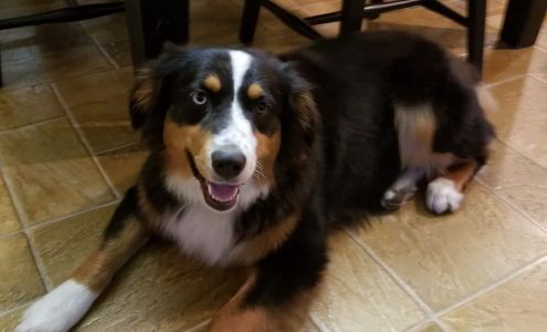 Steamboat Island Grooming