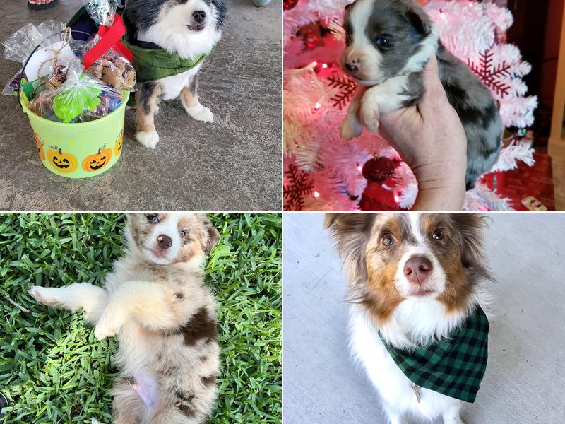 Cheyenne Star Miniature and Toy Australian Shepherds