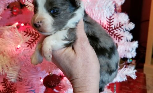 Cheyenne Star Miniature and Toy Australian Shepherds Rice