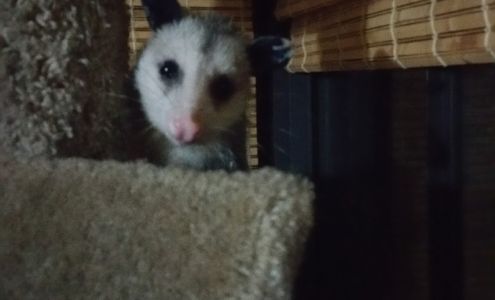 Unicorn Strings Brooker