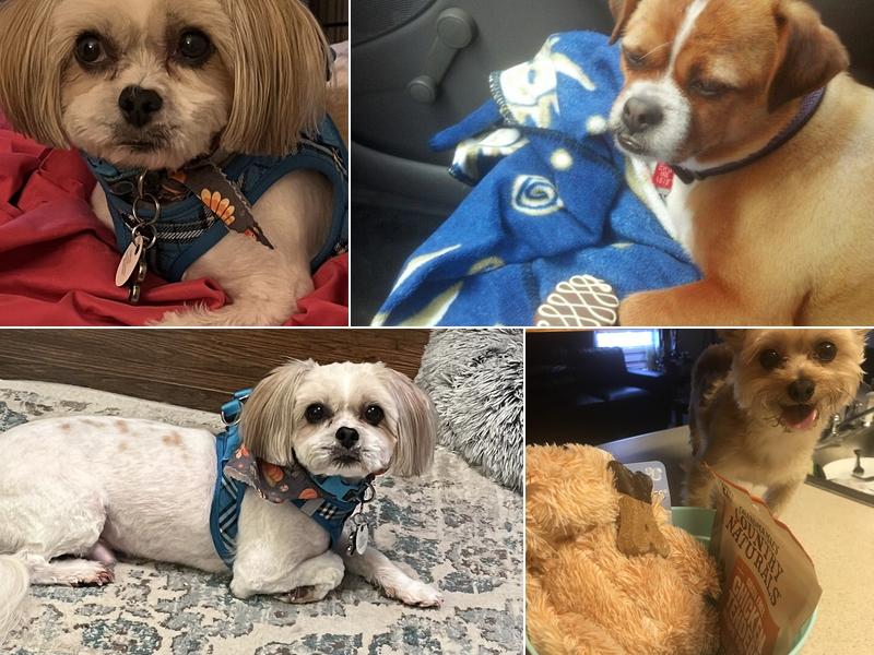 Paws 'n Claws - Erie