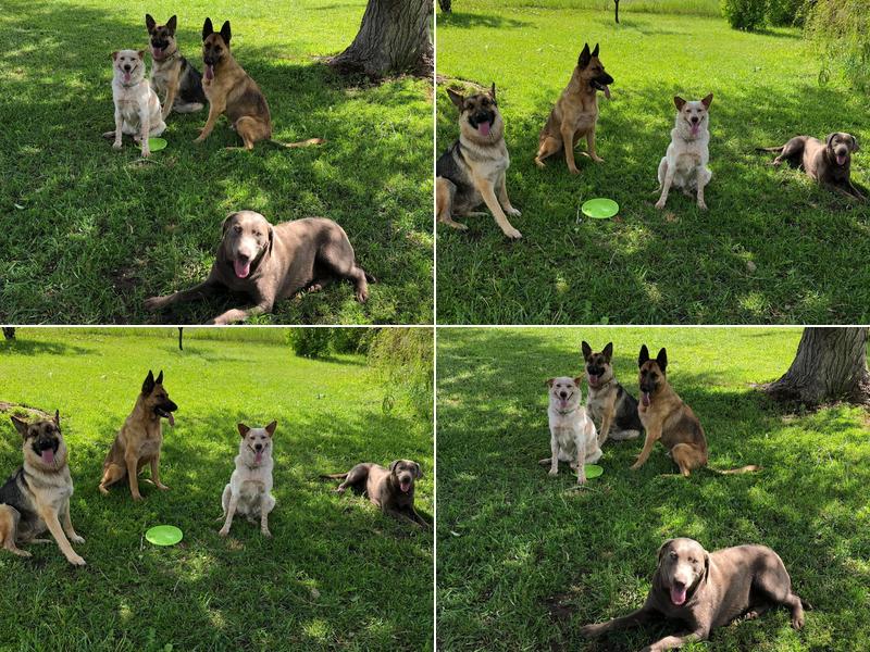 Kandi's Critter Clips