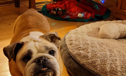 Country Bulls Pleasant Hope