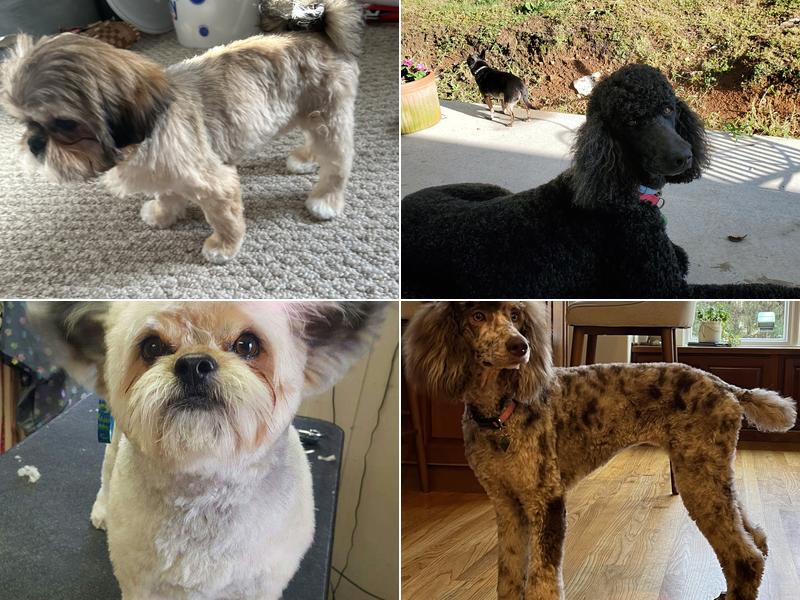 Grooming Tails Pet Spa