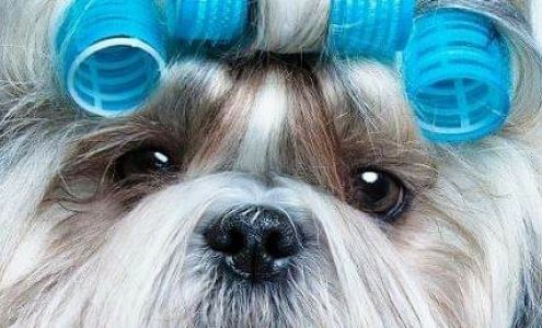 Canine Design Pet Grooming LLC 2200 S Broadway STE A, Oak Grove Missouri 64075