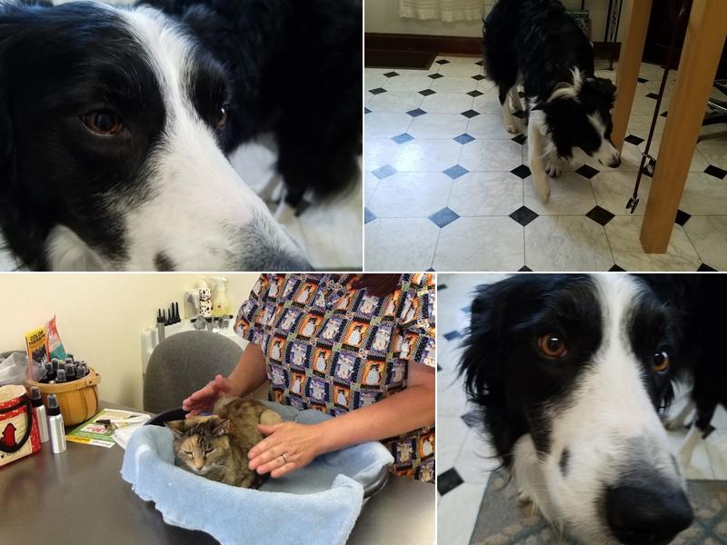 Holistic Veterinary Practice - Pamela Fisher, DVM