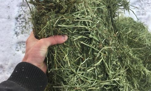 Tizwhiz feed and Supply